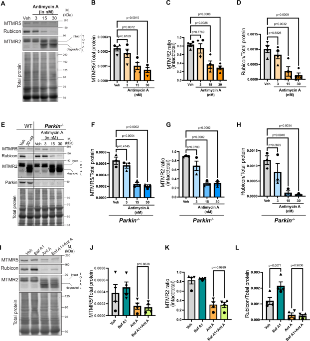 Mitochondrial damage triggers the concerted degradation of negative regulators of neuronal autophagy