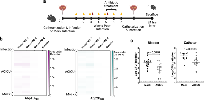 Vaccination with Acinetobacter baumannii adhesin Abp2D provides protection against catheter-associated urinary tract infection