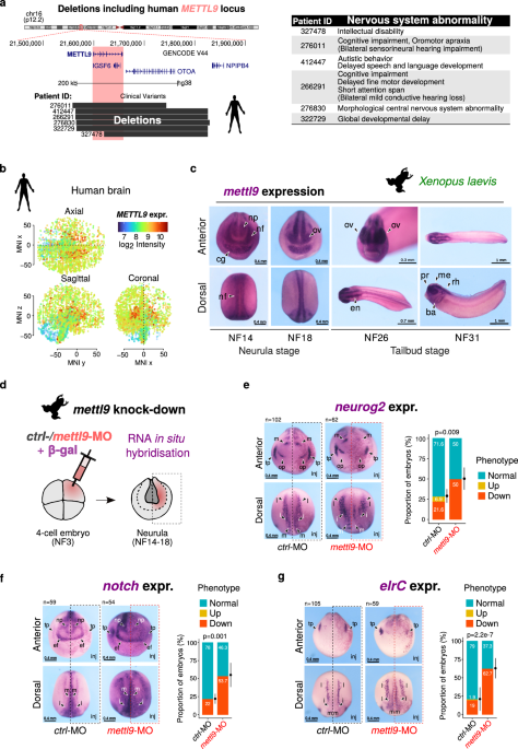 METTL9 sustains vertebrate neural development primarily via non-catalytic functions