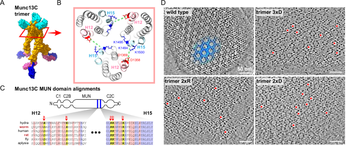 Two successive oligomeric Munc13 assemblies scaffold vesicle docking and SNARE assembly to support neurotransmitter release