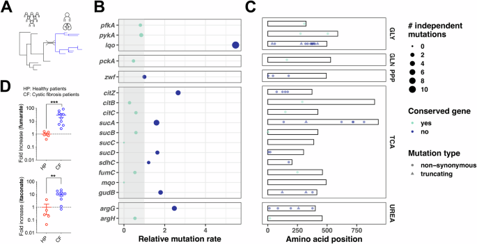 Regulation of airway fumarate by host and pathogen promotes Staphylococcus aureus pneumonia