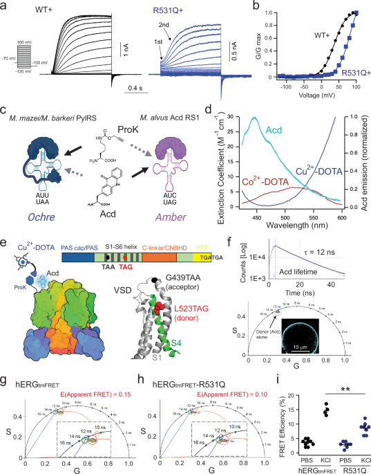 Voltage sensor conformations induced by LQTS-associated mutations in hERG potassium channels