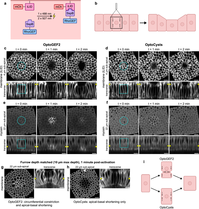 Endogenous OptoRhoGEFs reveal biophysical principles of epithelial tissue furrowing