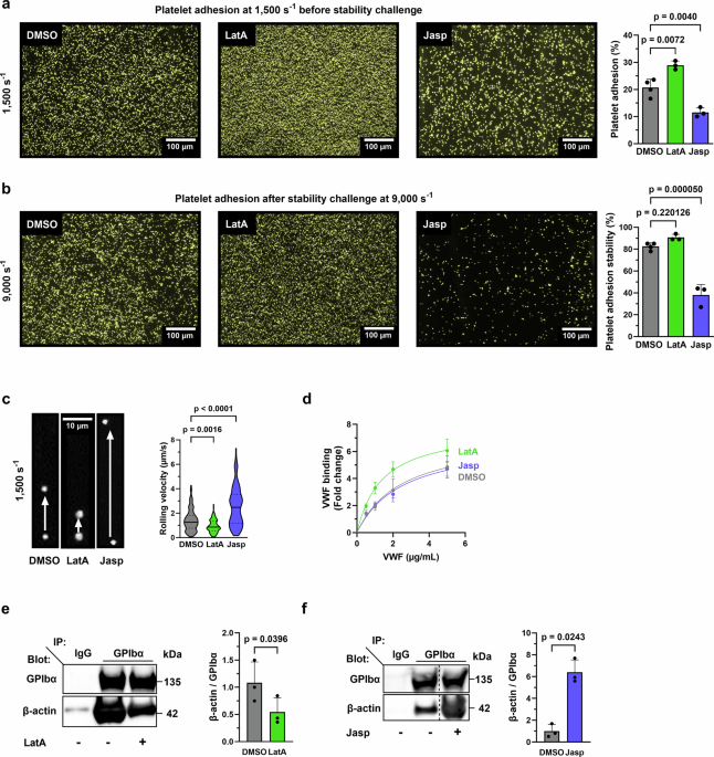F-actin disassembly by the oxidoreductase MICAL1 promotes mechano-dependent VWF-GPIbα interaction in platelets