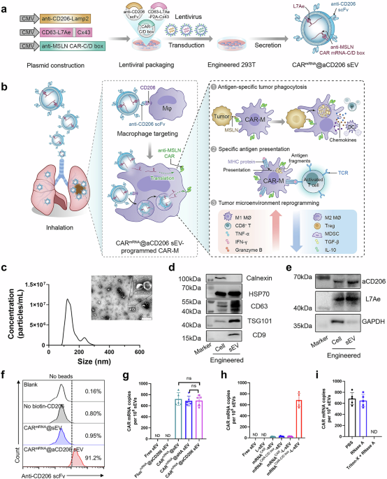 Lung metastasis and recurrence is mitigated by CAR macrophages, in-situ-generated from mRNA delivered by small extracellular vesicles