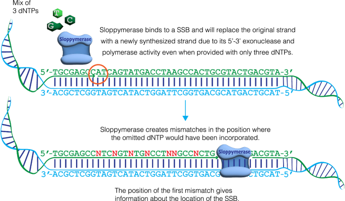 Precise mapping of single-stranded DNA breaks by sequence-templated erroneous DNA polymerase end-labelling