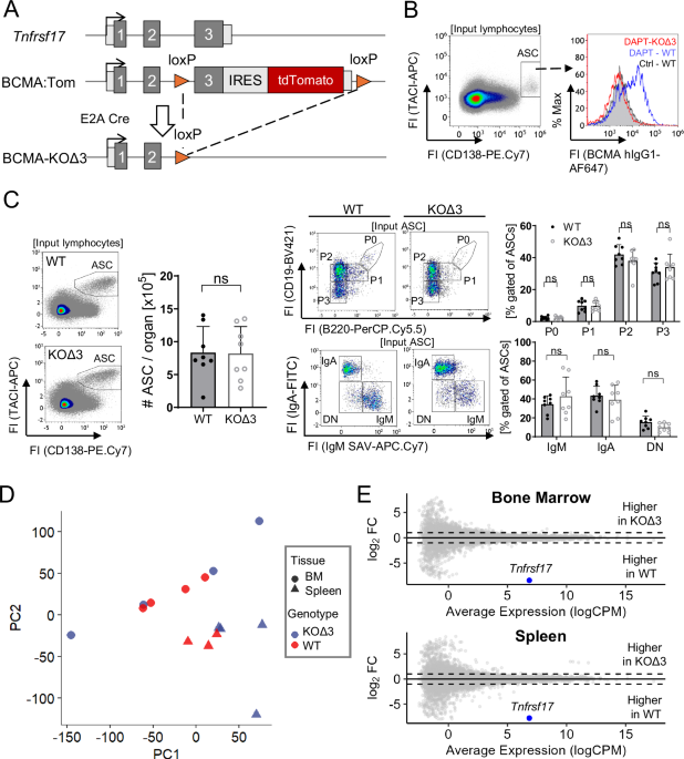 B cell maturation antigen (BCMA) is dispensable for the survival of long-lived plasma cells
