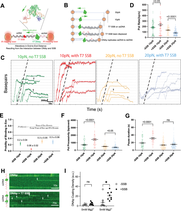 DNA polymerase actively and sequentially displaces single-stranded DNA-binding proteins