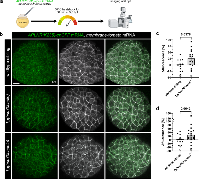 Author Correction: In vivo measurement of an Apelin gradient with a genetically encoded APLNR conformation biosensor