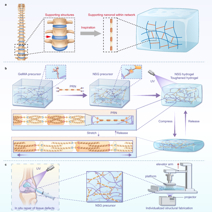 Peptide-based rigid nanorod-reinforced gelatin methacryloyl hydrogels for osteochondral regeneration and additive manufacturing