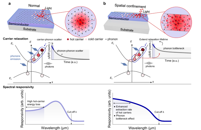 Spatial confined hot carrier dynamics for beyond unity quantum efficiency detection