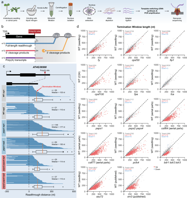 Pre-mRNA processing factors differentially impact coordination between co-transcriptional cleavage and transcription termination