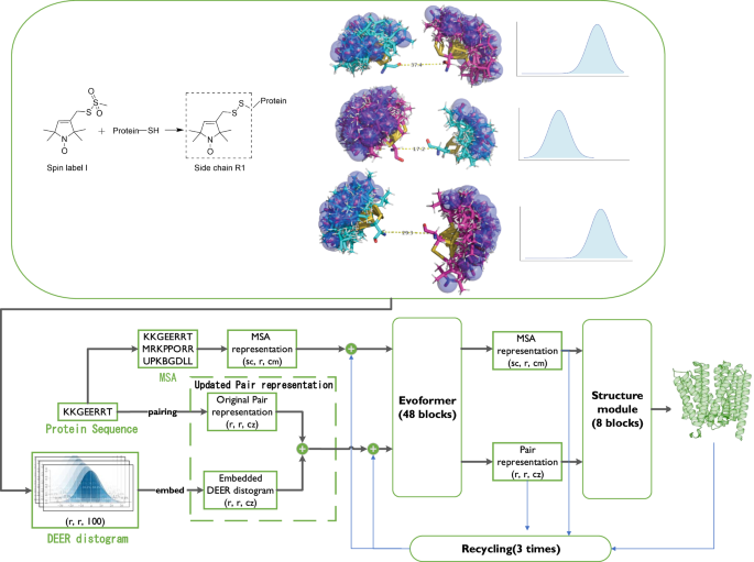 Modeling protein conformational ensembles by guiding AlphaFold2 with Double Electron Electron Resonance (DEER) distance distributions