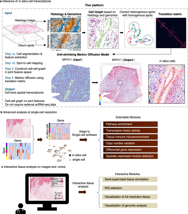 Thor: a platform for cell-level investigation of spatial transcriptomics and histology