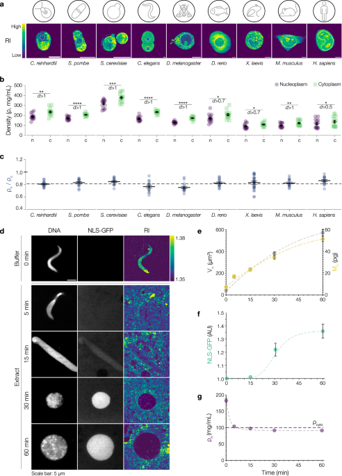 Conserved nucleocytoplasmic density homeostasis drives cellular organization across eukaryotes