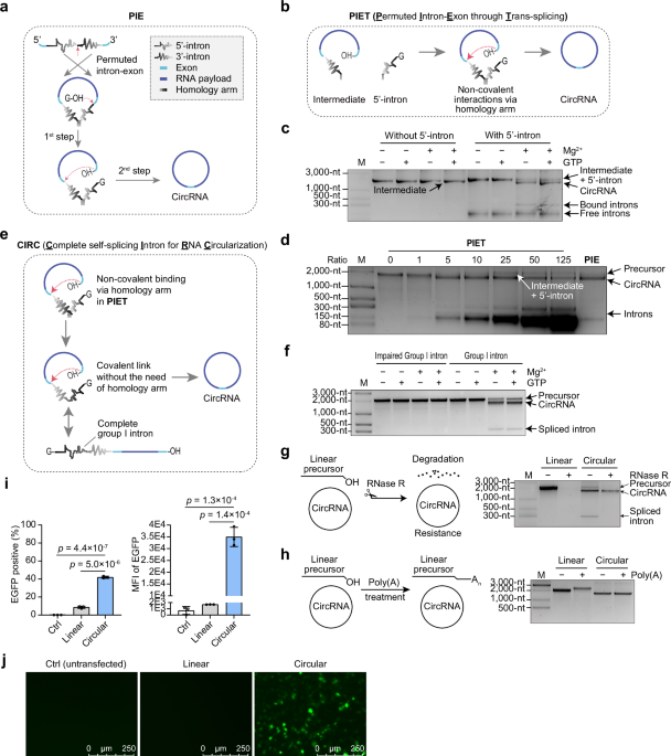 Self-splicing RNA circularization facilitated by intact group I and II introns