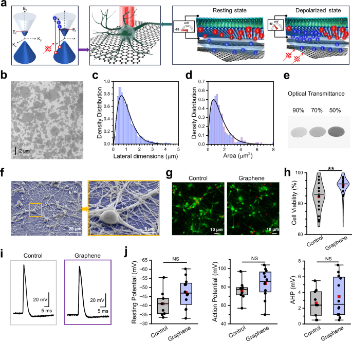 Non-genetic neuromodulation with graphene optoelectronic actuators for disease models, stem cell maturation, and biohybrid robotics