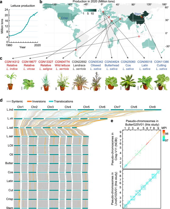 Lactuca super-pangenome provides insights into lettuce genome evolution and domestication