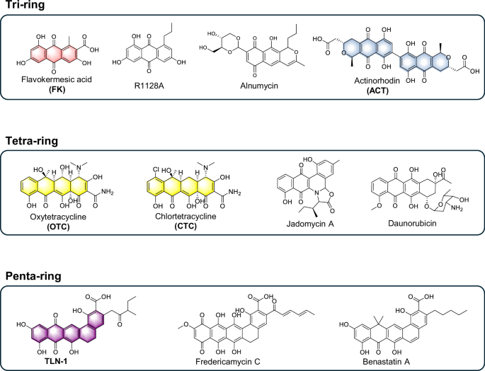 Development of a versatile chassis for the efficient production of diverse type II polyketides