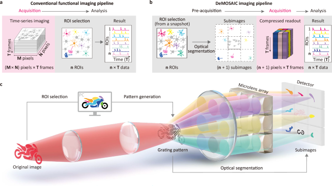 Optical segmentation-based compressed readout of neuronal voltage dynamics