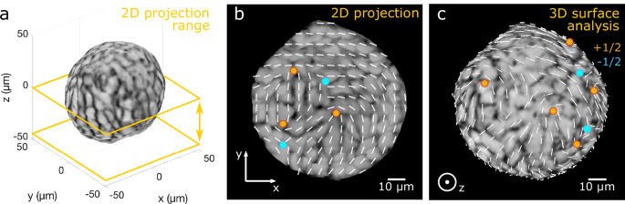 Capturing nematic order on tissue surfaces of arbitrary geometry