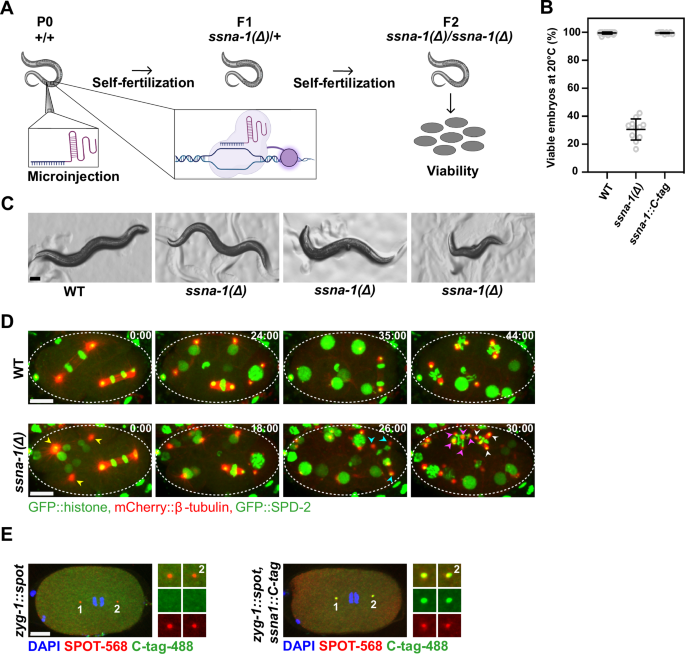 Structural insights into SSNA1 self-assembly and its microtubule binding for centriole maintenance