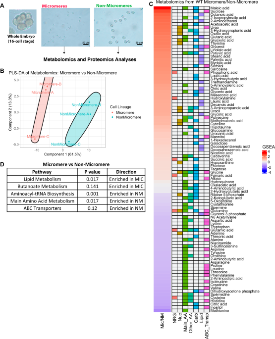 Unique metabolic regulation of micromeres contributes to gastrulation in the sea urchin embryo