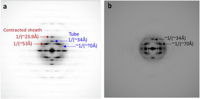Author Correction: An extensive disulfide bond network prevents tail contraction in Agrobacterium tumefaciens phage Milano