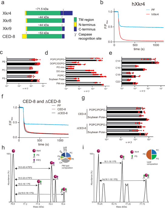 Structure and function of the human apoptotic scramblase Xkr4
