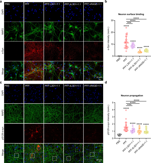 Design of Ig-like binders targeting α-synuclein fibril for mitigating its pathological activities