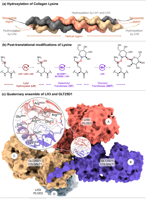 Enzymatic craftsmanship in collagen glycosylation