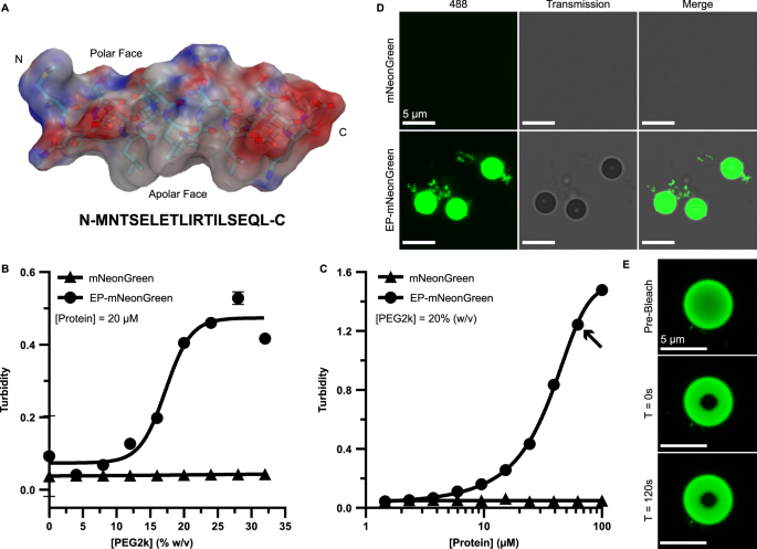 A blueprint for biomolecular condensation driven by bacterial microcompartment encapsulation peptides