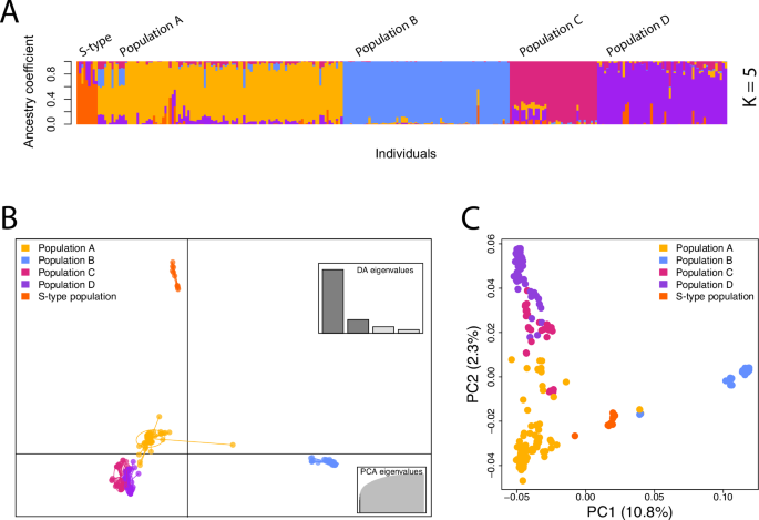 Population structure in a fungal human pathogen is potentially linked to pathogenicity