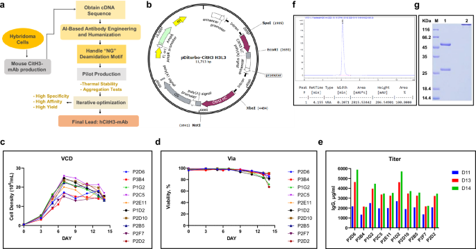 A citrullinated histone H3 monoclonal antibody for immune modulation in sepsis