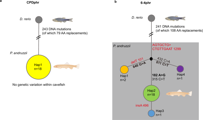 Conservation of dark CPD photolyase function in blind cavefish