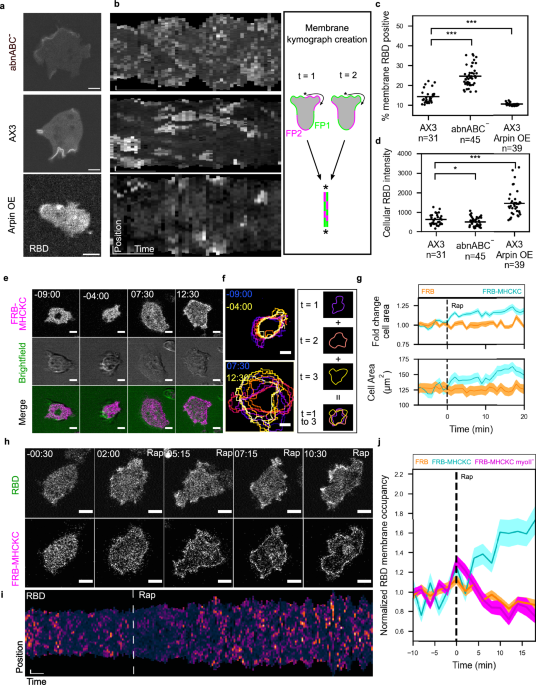 Complementary cytoskeletal feedback loops control signal transduction excitability and cell polarity