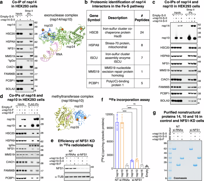 Iron-sulfur clusters in SARS-CoV-2 exoribonuclease and methyltransferase complexes: relevance for viral genome proofreading and capping