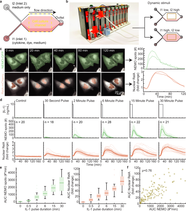 Time-varying stimuli that prolong IKK activation promote nuclear remodeling and mechanistic switching of NF-κB dynamics