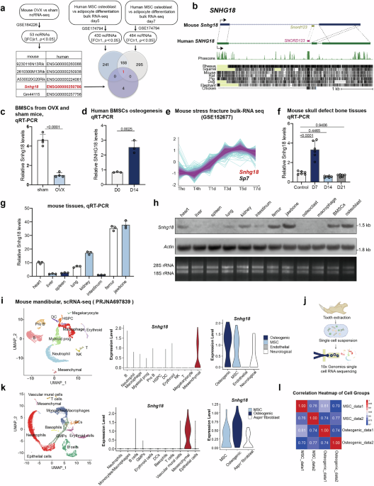 Snhg18 regulates Yap subcellular localization to maintain bone homeostasis