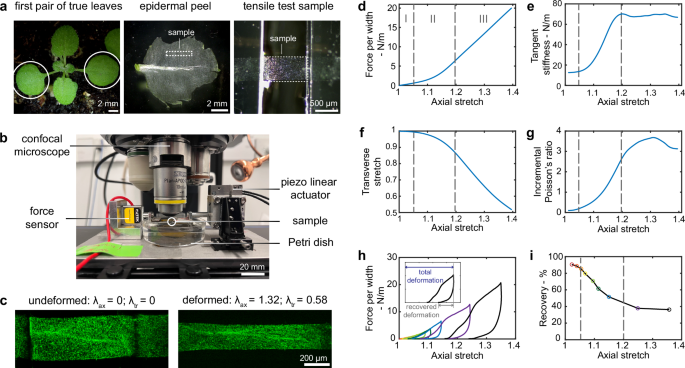 Fibrous network nature of plant cell walls enables tunable mechanics for development