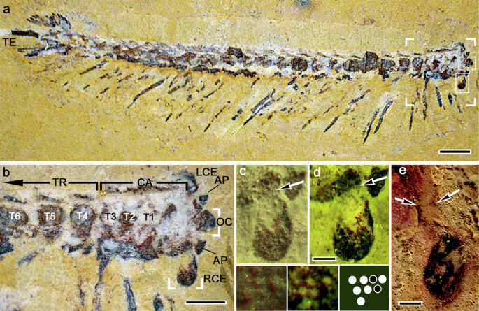 Brain anatomy of the Cambrian fossil Jianfengia multisegmentalis informs euarthropod phylogeny