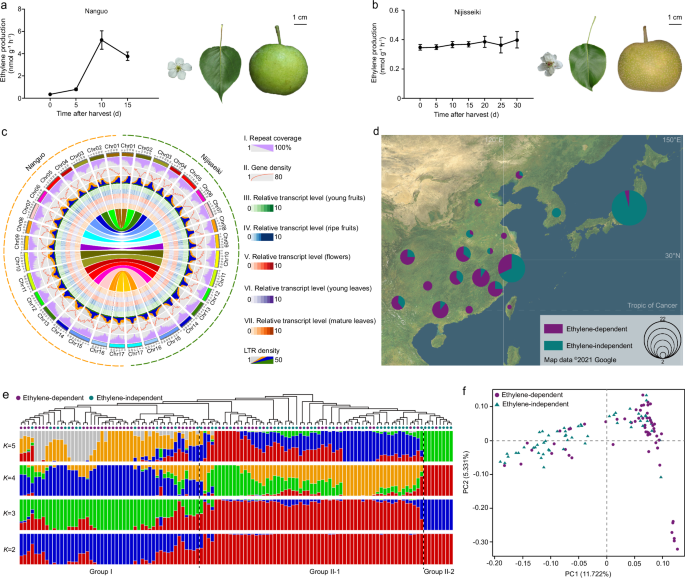Comparative genomic analyses reveal different genetic basis of two types of fruit in Maloideae