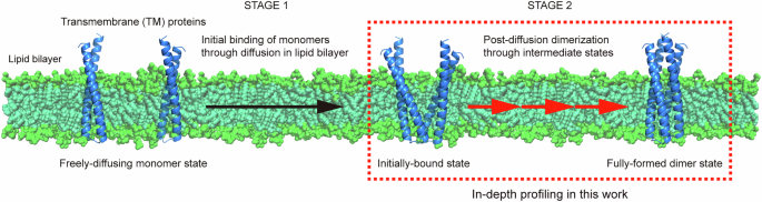 Single-molecule tweezers decode hidden dimerization patterns of membrane proteins within lipid bilayers
