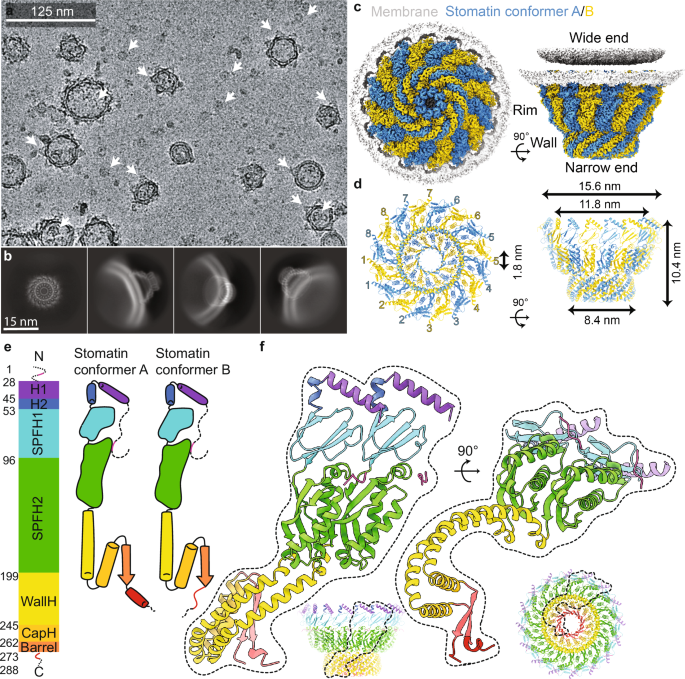 Structural basis for membrane microdomain formation by a human Stomatin complex