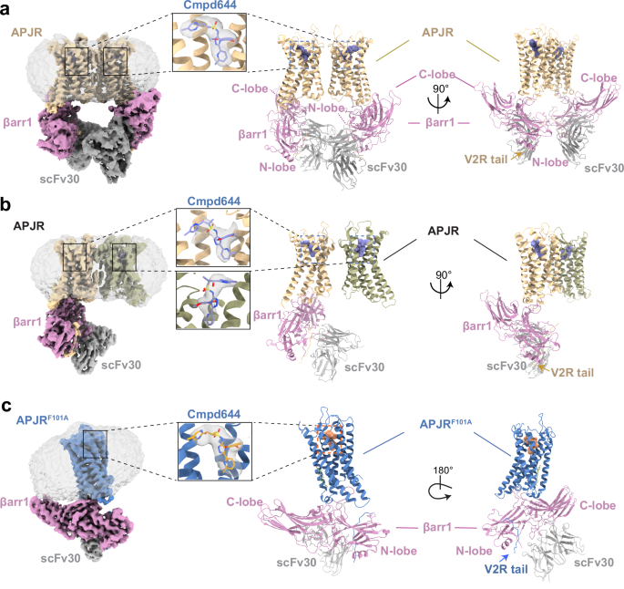 Mechanistic insights into the versatile stoichiometry and biased signaling of the apelin receptor-arrestin complex