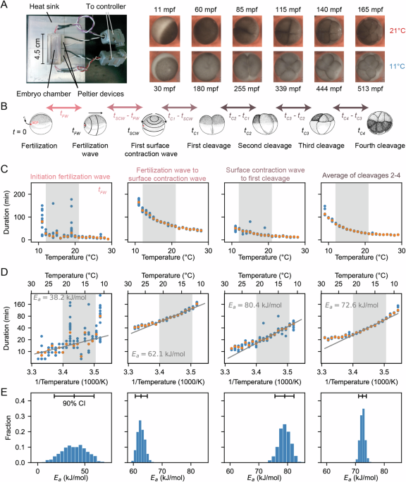 Mechanistic origins of temperature scaling in the early embryonic cell cycle