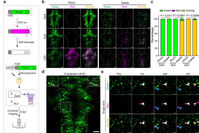 Designed optogenetic tool for bridging single-neuronal multimodal information in intact animals
