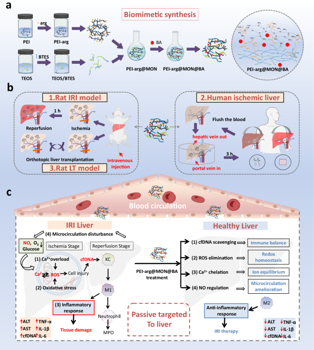 Biosilica nanoparticulate scavengers for the therapy of hepatic ischemia–reperfusion injury in preclinical models