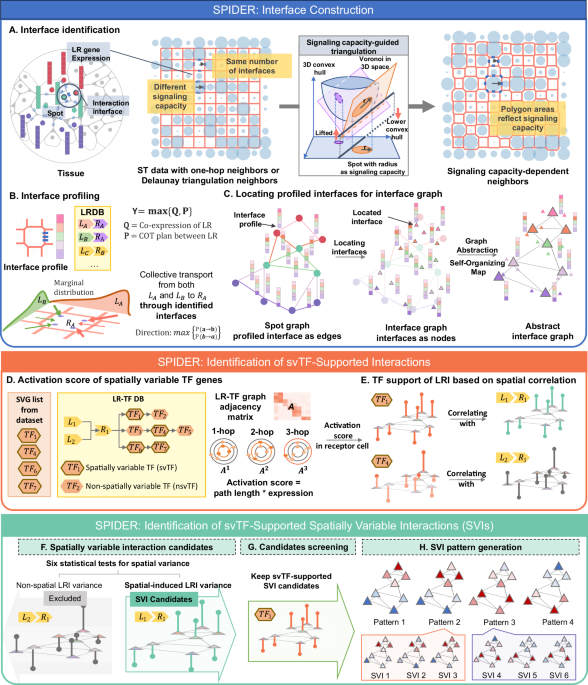 Finding spatially variable ligand-receptor interactions with functional support from downstream genes