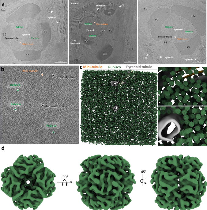 In-cell structure and variability of pyrenoid Rubisco